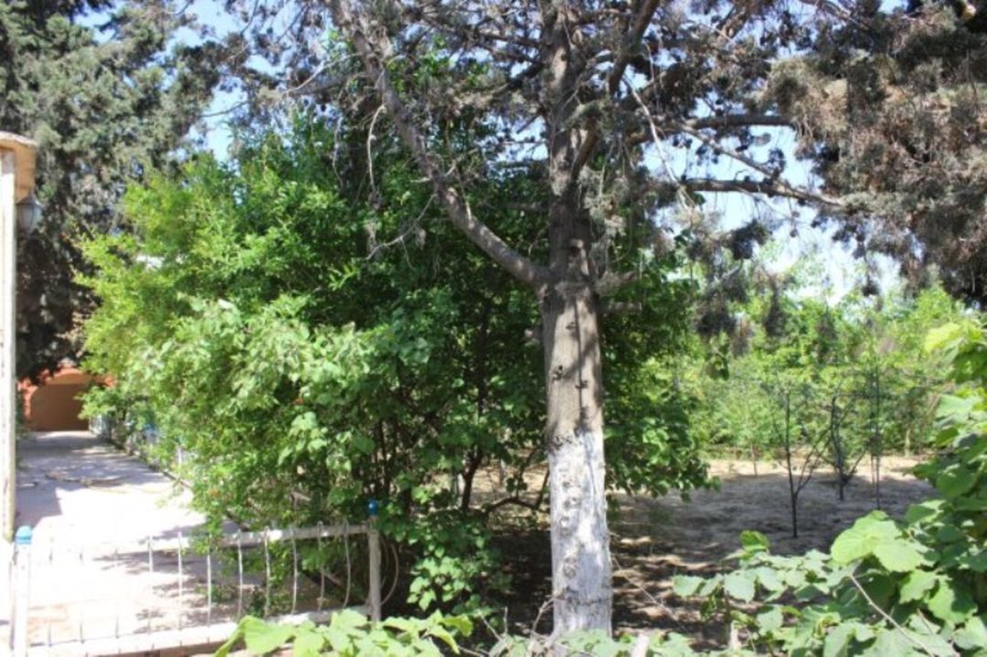 Satılır 6 otaqlı həyət evi/bağ evi 700 m² — Ev, villa, Bakı (5)