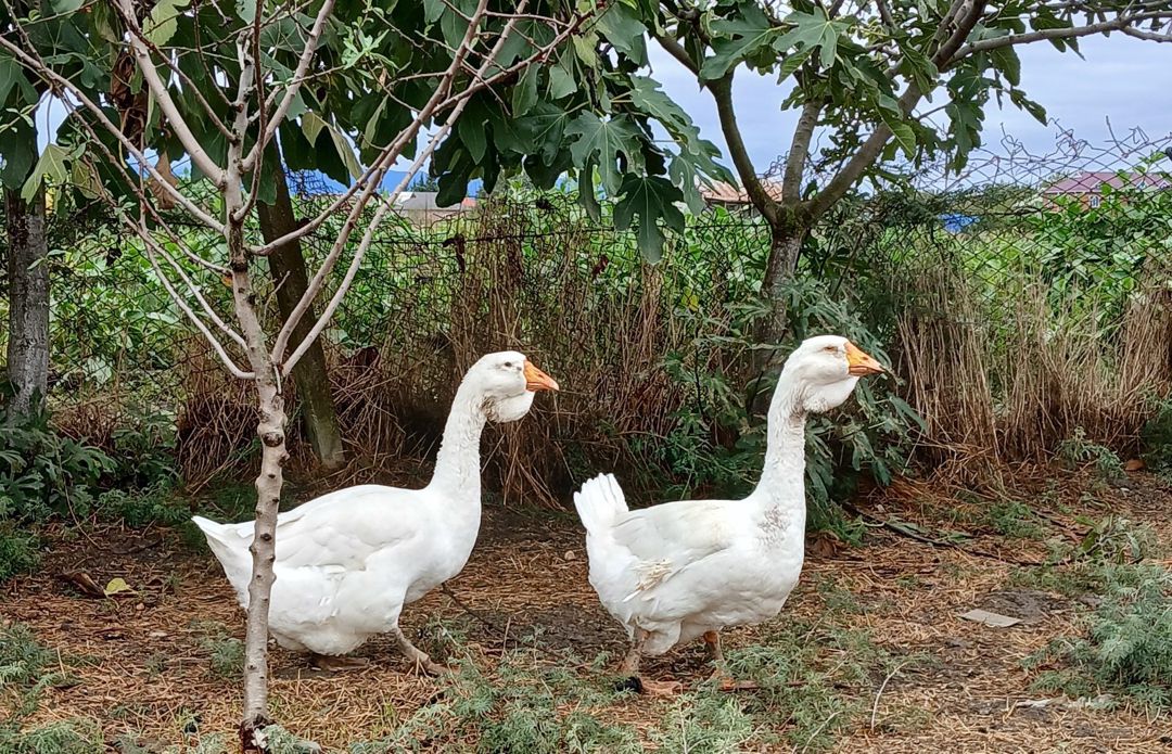 Xalmaqor qazları — Quşlar, Cəlilabad