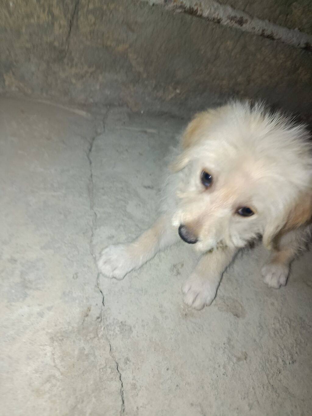 Pudel, 2 ay, Erkək, Ödənişli çatdırılma — Köpəklər, Bakı (3)