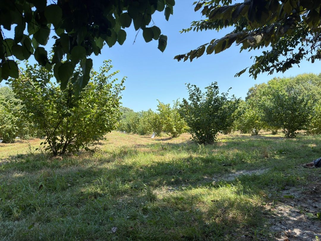 156 sot torpaq sahəsi, Xaçmaz r — Torpaq, Xaçmaz (7)