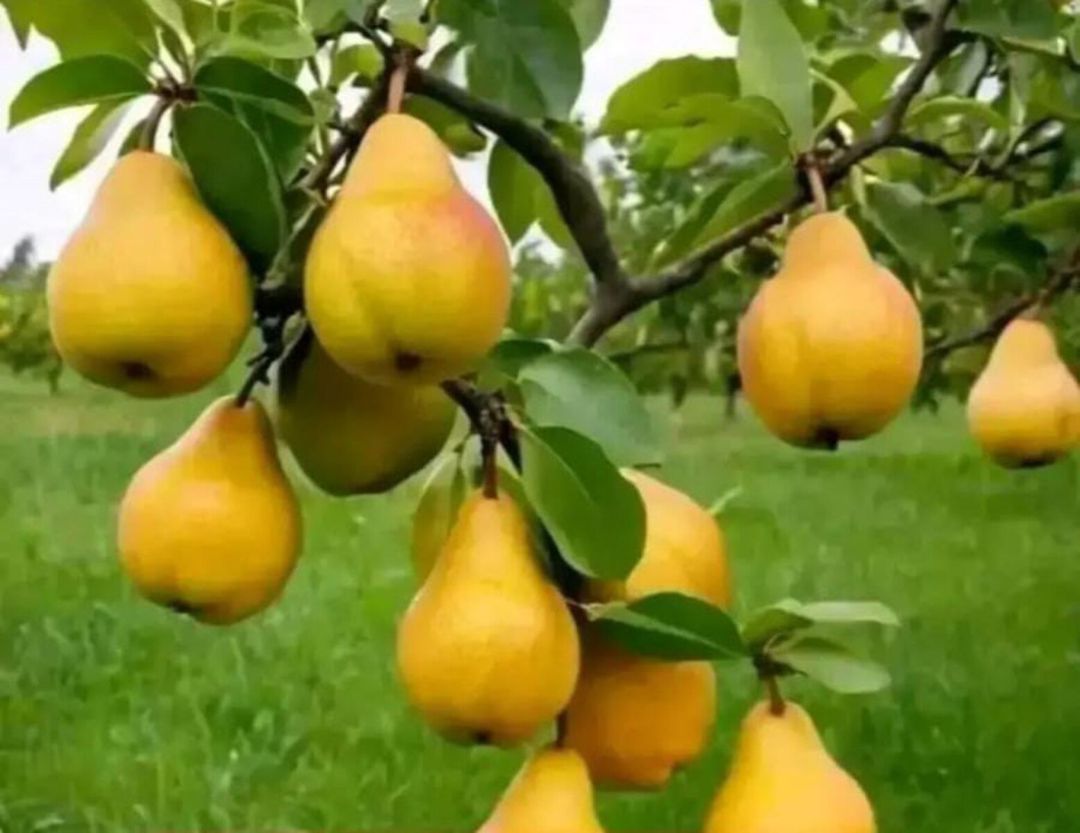 Tinglər — Bitkilər, Bakı (8)