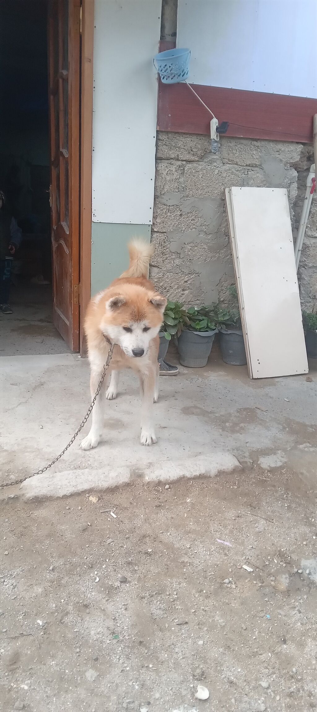 Akita-inu, 2 il, Erkək, Peyvəndli, Ünvandan götürmə — Köpəklər, Digah (4)