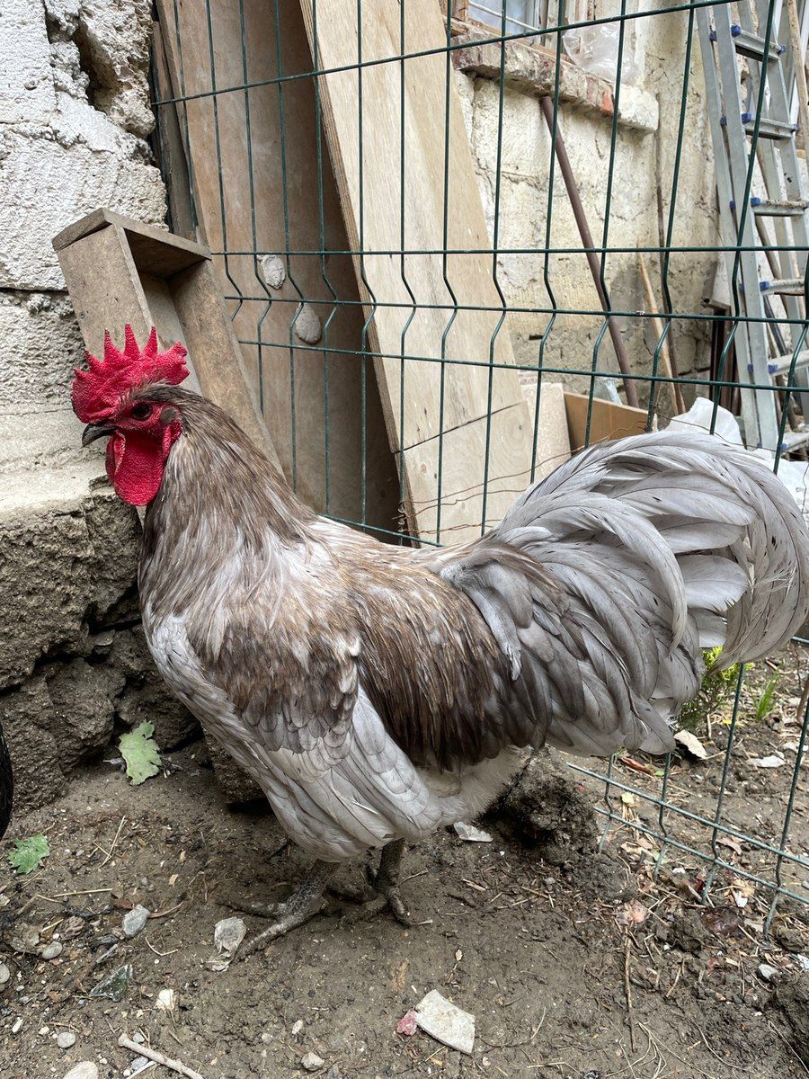 Avstralorp xoruzu — Quşlar, Bakı (3)