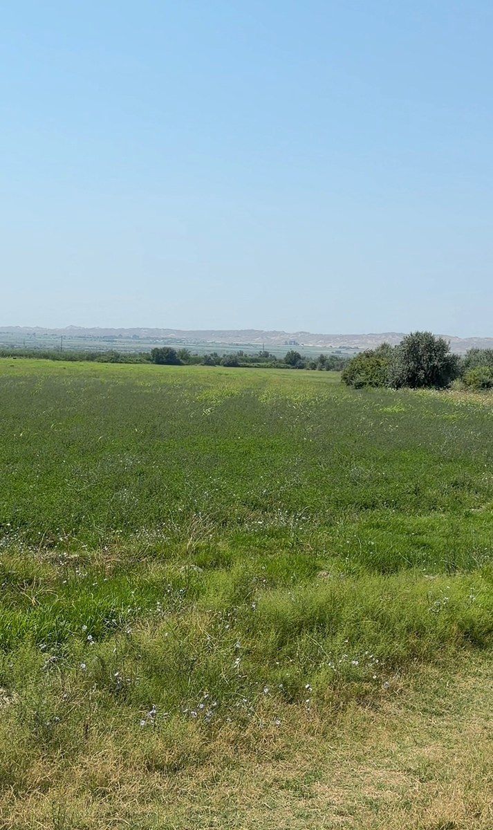 78000 sot torpaq sahəsi, Yevlax r — Torpaq, Yevlax (6)