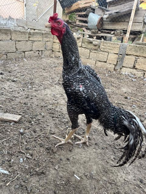 Türk pleymut — Bakı
