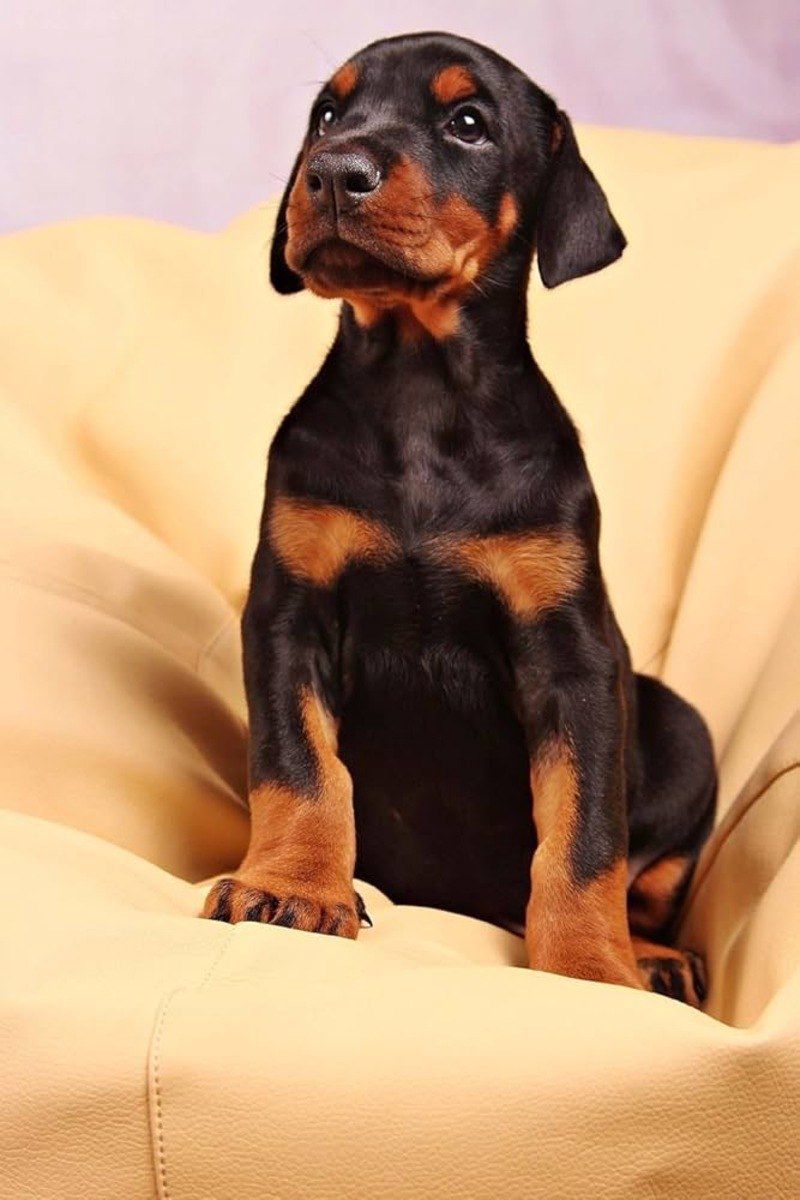 Doberman — Köpəklər, Bakı