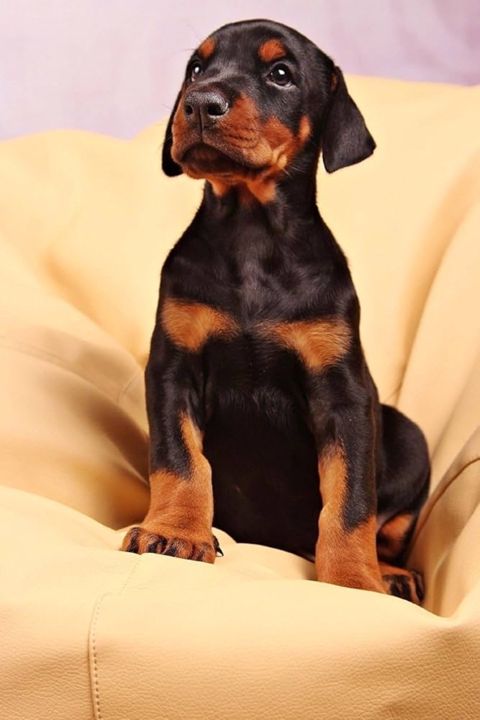 Doberman — Bakı