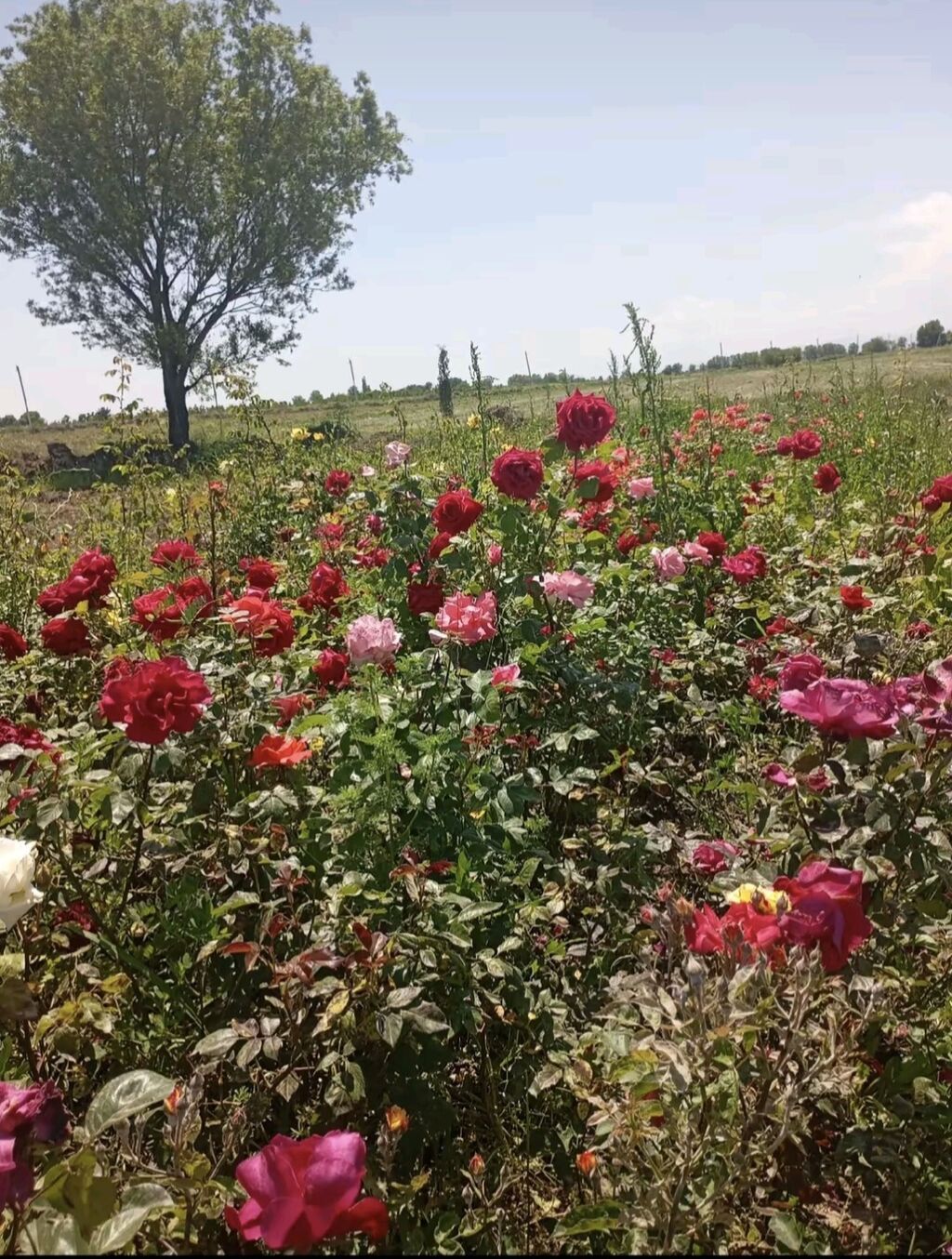 Məhsul: Nadir dekorativ gül və kol bitkiləri üçün tinglər — Ağaclar və fidan, Tərtər (6)