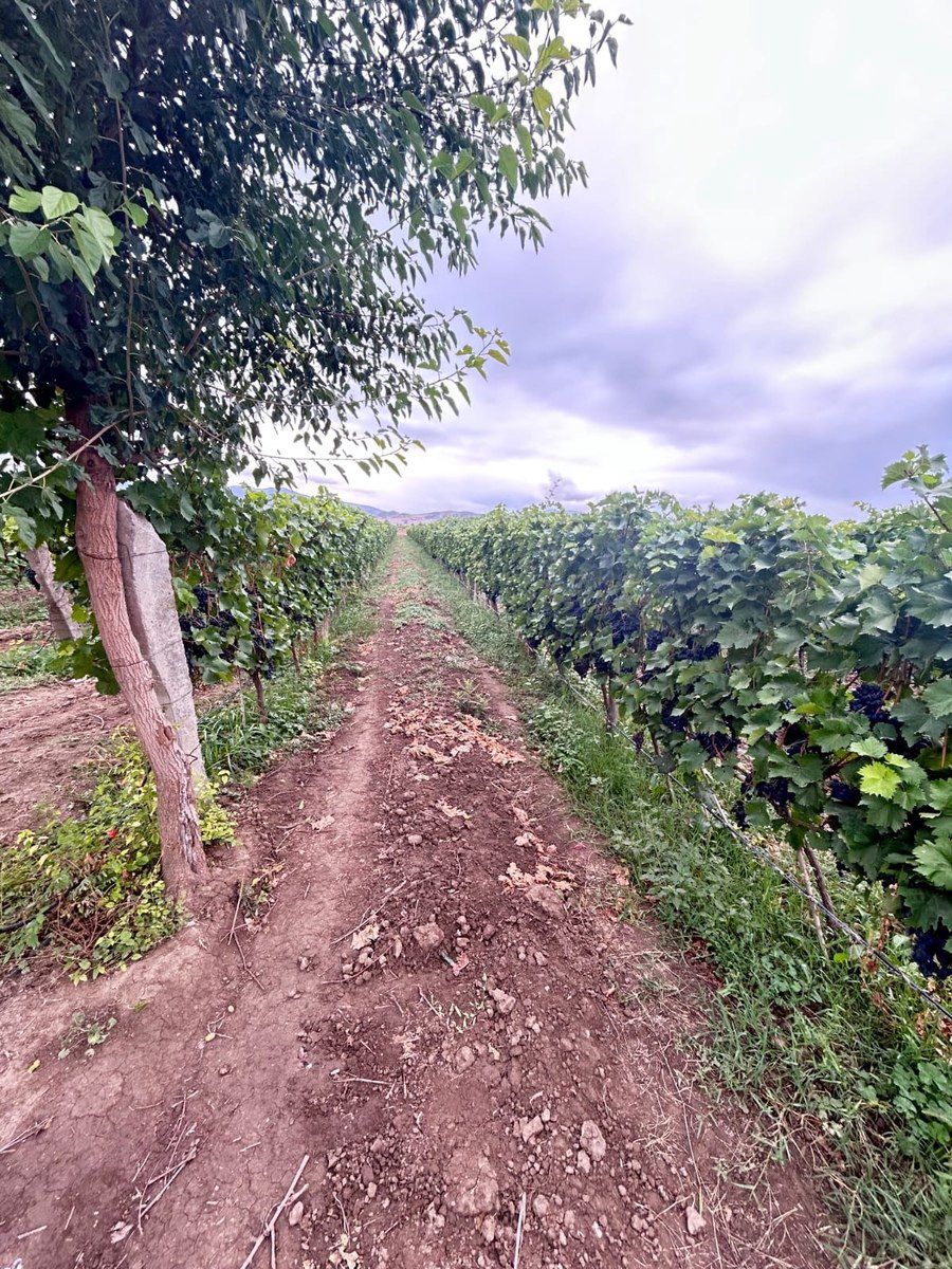 4000 sot torpaq sahəsi, Tovuz r — Torpaq, Tovuz