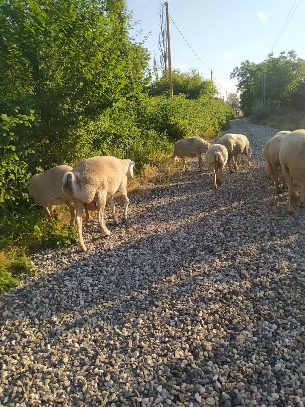 14 qoyun bir qoç səkkiz bala.ümumi olaraq 23 dənə.boğaz olanlarda var — Kənd təsərrüfatı heyvanları, Xaçmaz (3)