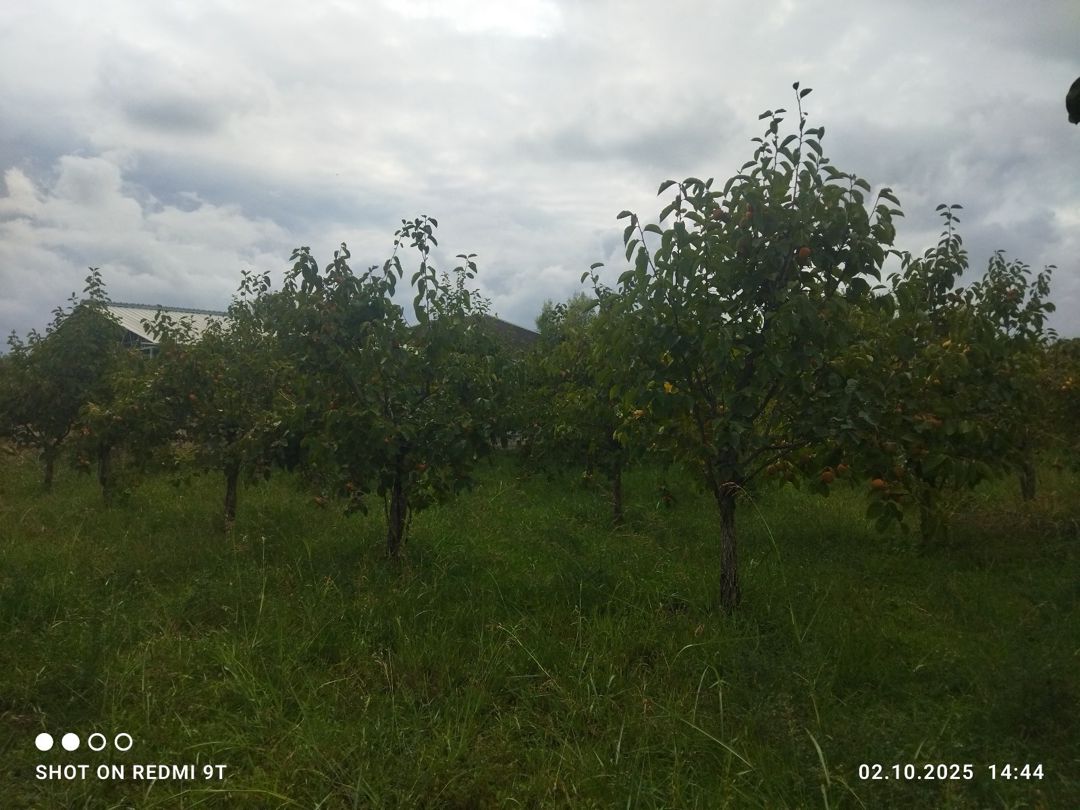 15 sot torpaq sahəsi, Ağdaş r — Torpaq, Ağdaş