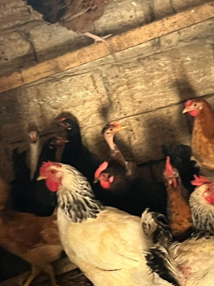Yaponka xoruzu və toyuqları — Quşlar, Bakı (5)