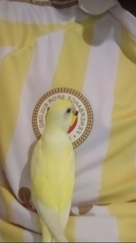 Bala Məhəbbət Quşu Satılır. 2 aylıq və tam sağlam erkək quşdur. Ələ — Bakı