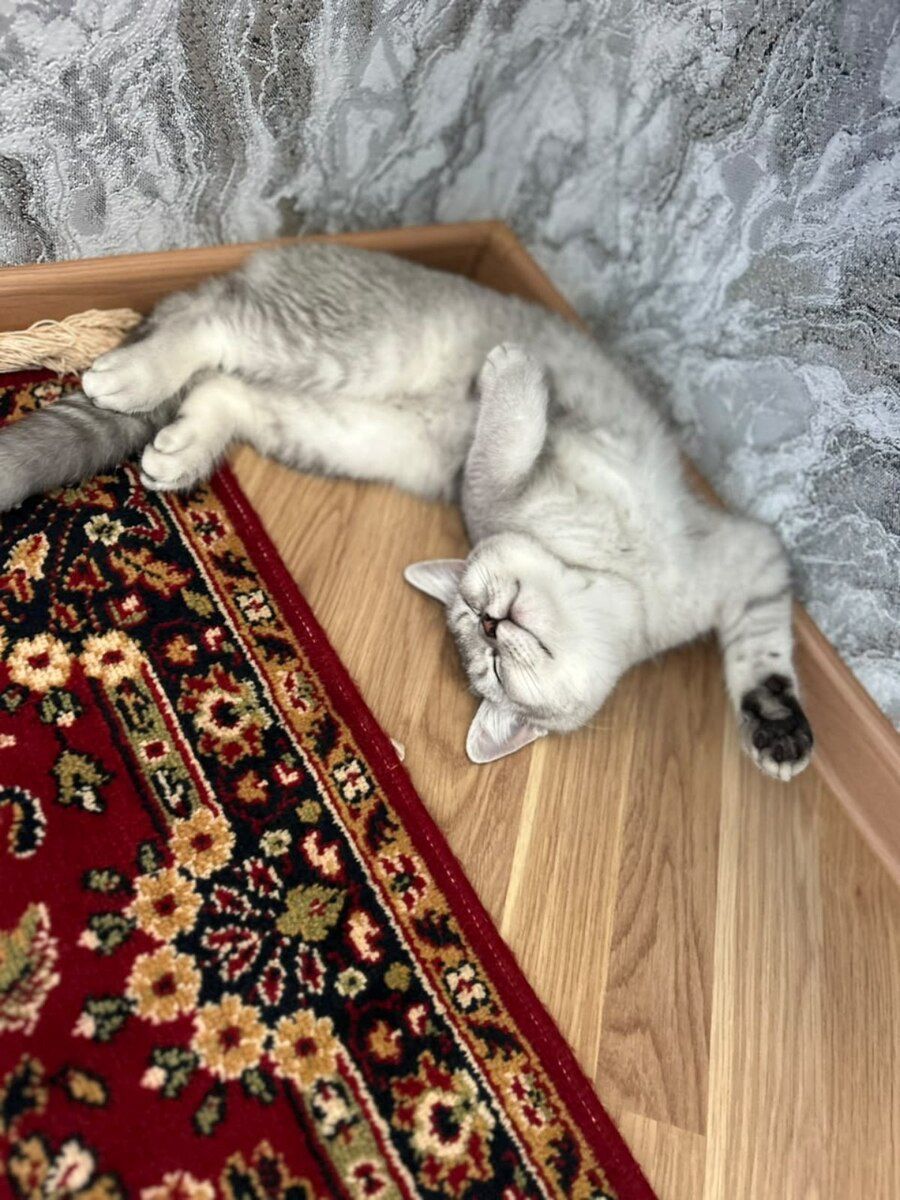 British Shorthair — Pişiklər, Bakı (2)