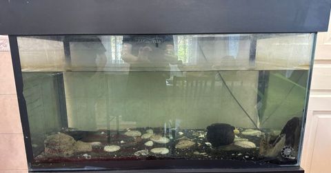 Dördbucaq akvarium, Balıqlarla birlikdə, 200 l, Ünvandan götürmə — Bakı