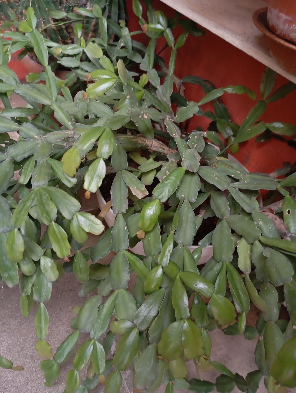 Məhsul: Schlumbergera (Dekabr kaktusu, Ziqokaktus) – asılan — Qapı bitkələri, Digah (2)
