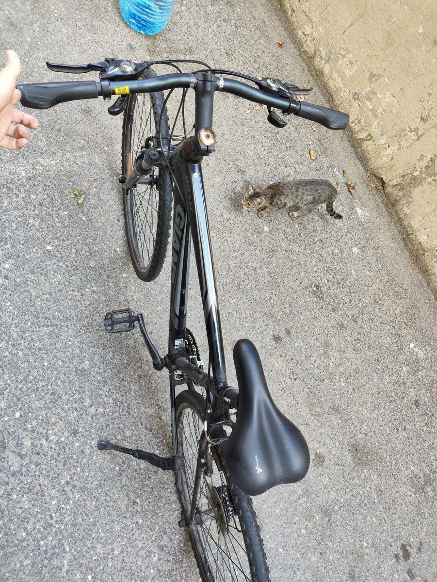 Velosiped Giant Roam 3 — Velosipedlər, Bakı (3)
