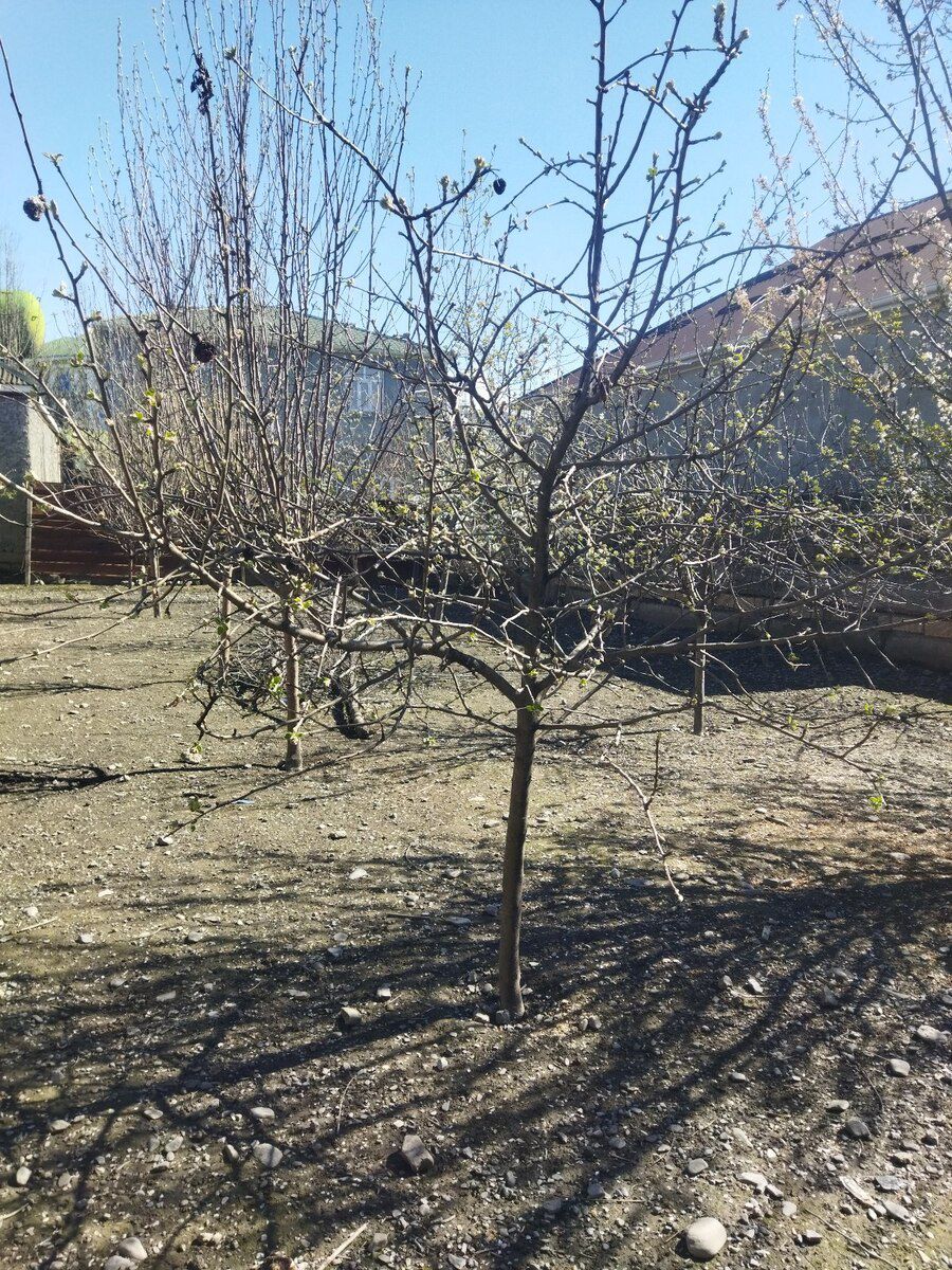 5 sot torpaq sahəsi, Qəbələ ş — Torpaq, Qəbələ (3)