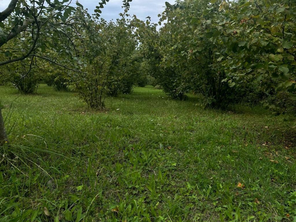 24 sot torpaq sahəsi, Qusar r — Torpaq, Qusar (3)