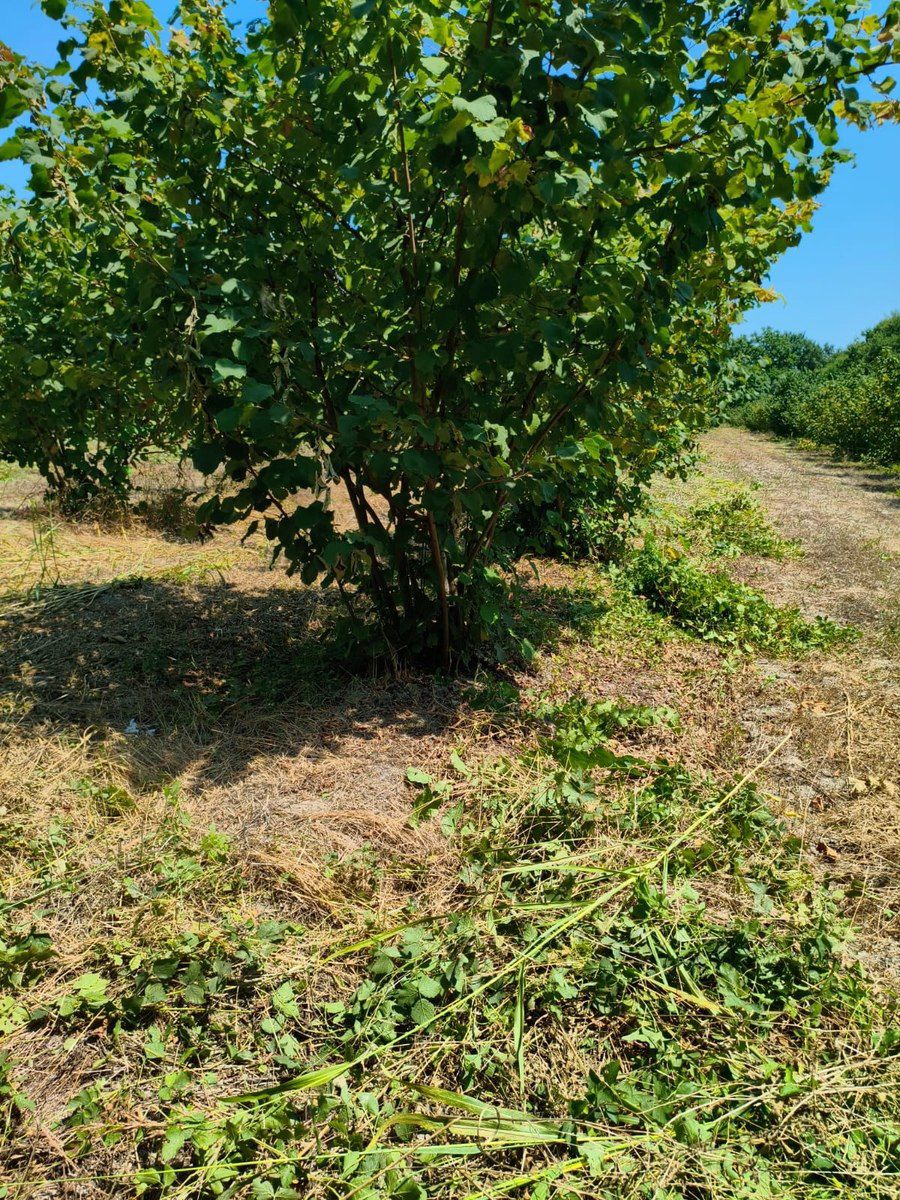 156 sot torpaq sahəsi, Xaçmaz r — Torpaq, Xaçmaz (4)