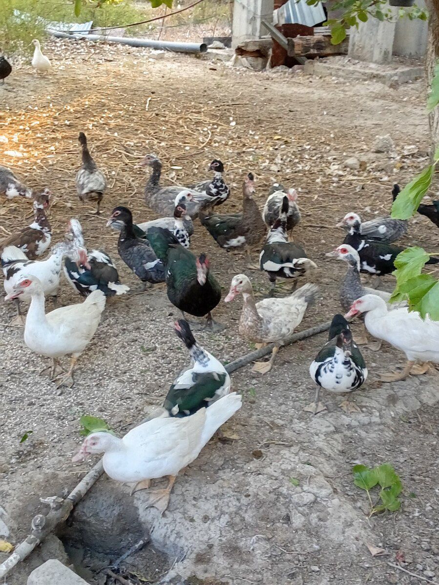 Ördəklər — Quşlar, Sumqayıt (6)