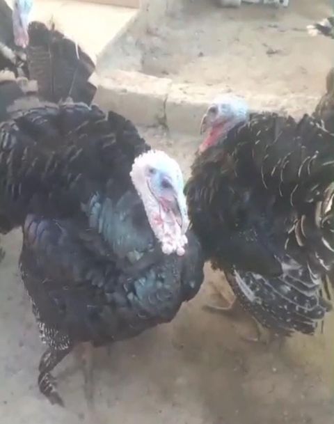 Erkək, Damazlıq, Ünvandan götürmə — Bakı