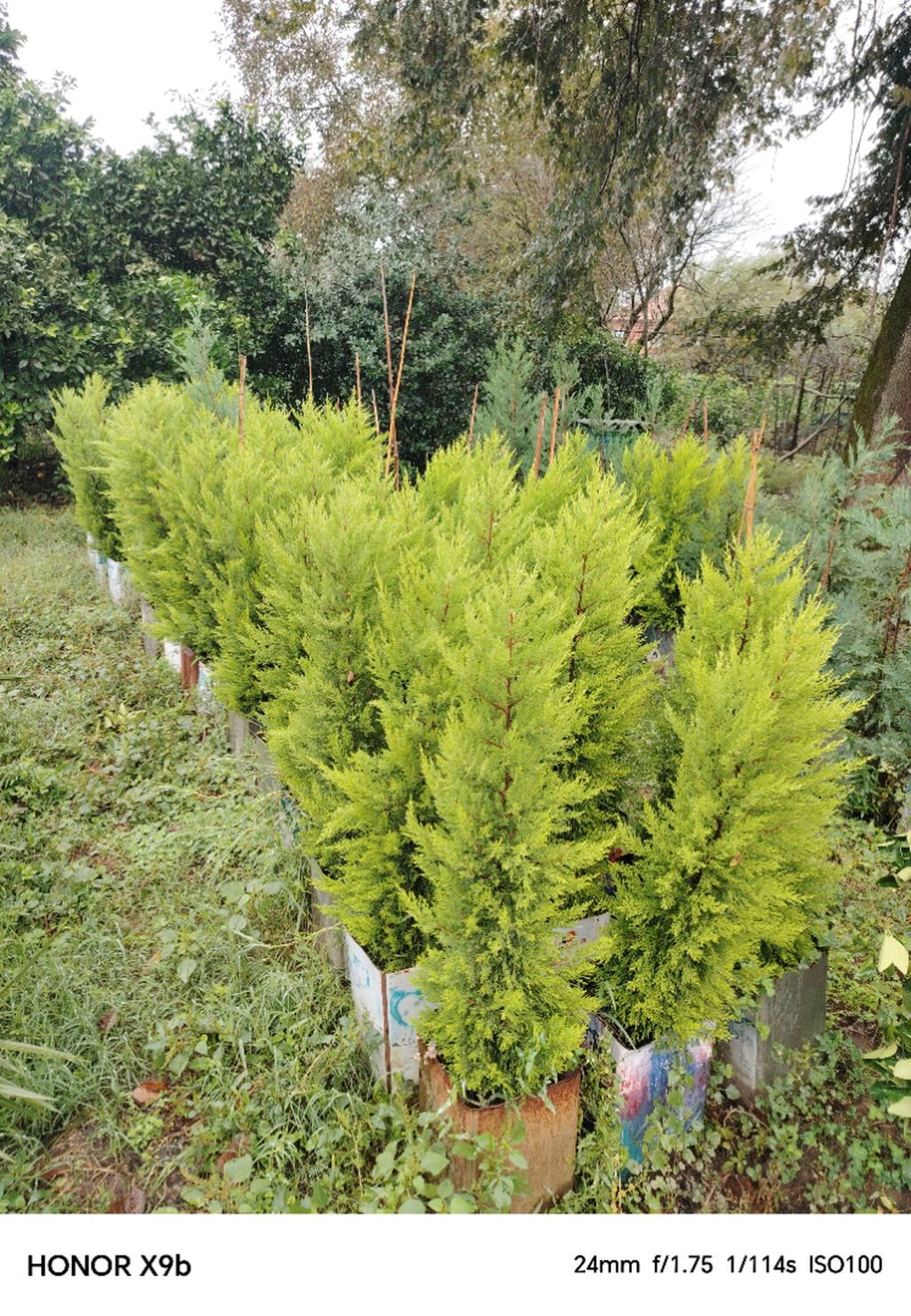 Thuja (Qızıl şam, leylandi tipli dekorativ iynəyarpaq) fidanları — Bitkilər, Astara (8)