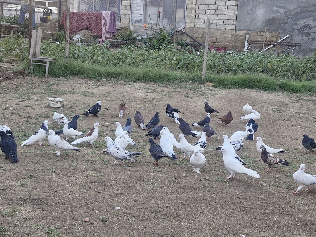 Goyerçinler satılır 40 denedi hoptum satılır — Göyərçin, Digah (2)