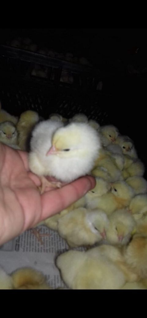 Cücələr — Bakı