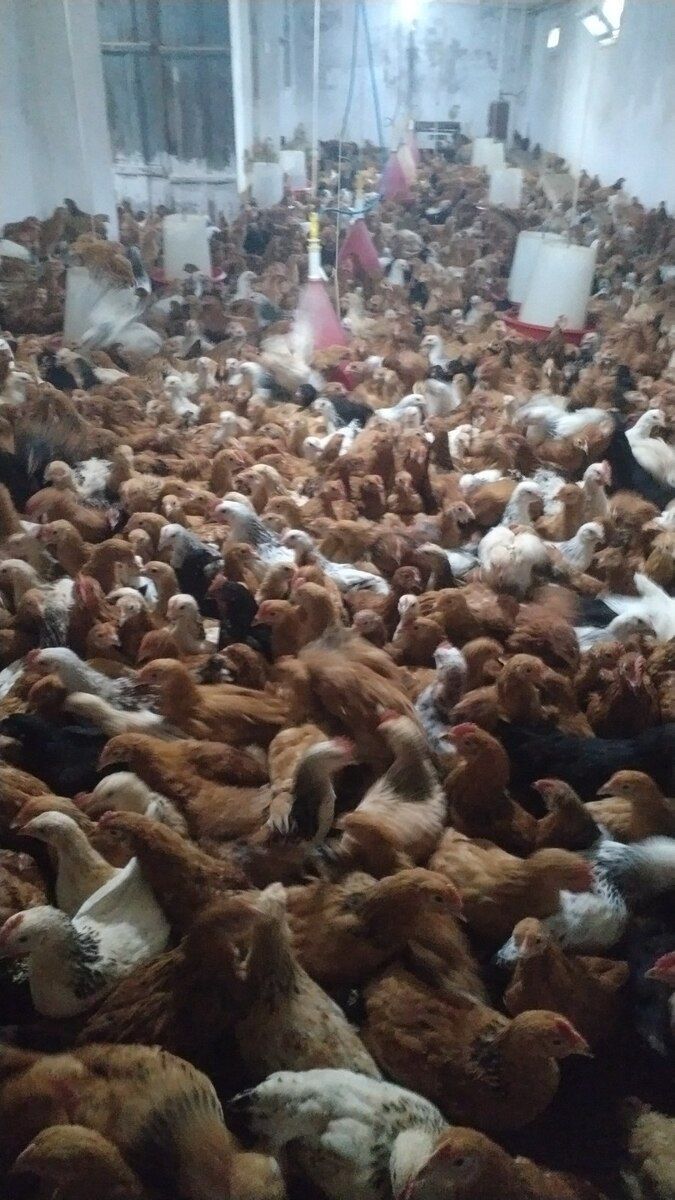 Cücələr — Quşlar, Siyəzən (2)