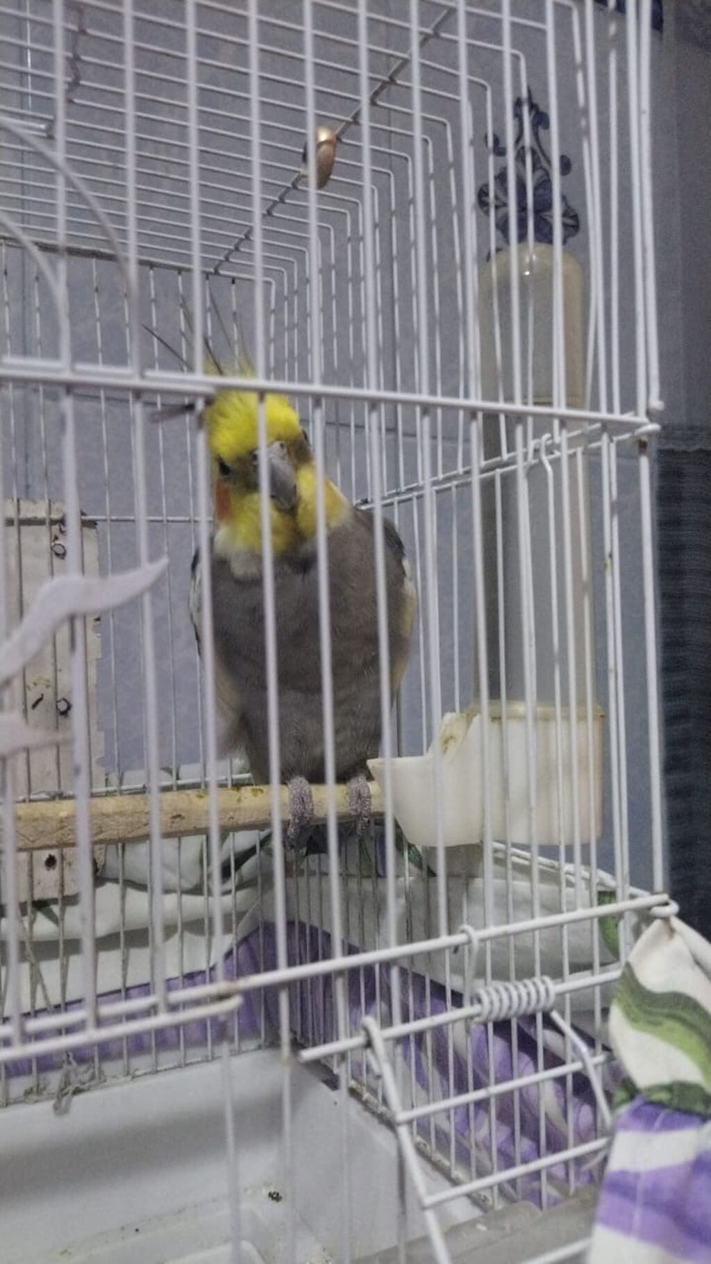 Nimfa (Cockatiel) qağayısı və qəfəsi - Növ: Nimfa (Cockatiel) – boz — Digərləri, Mingəçevir (2)