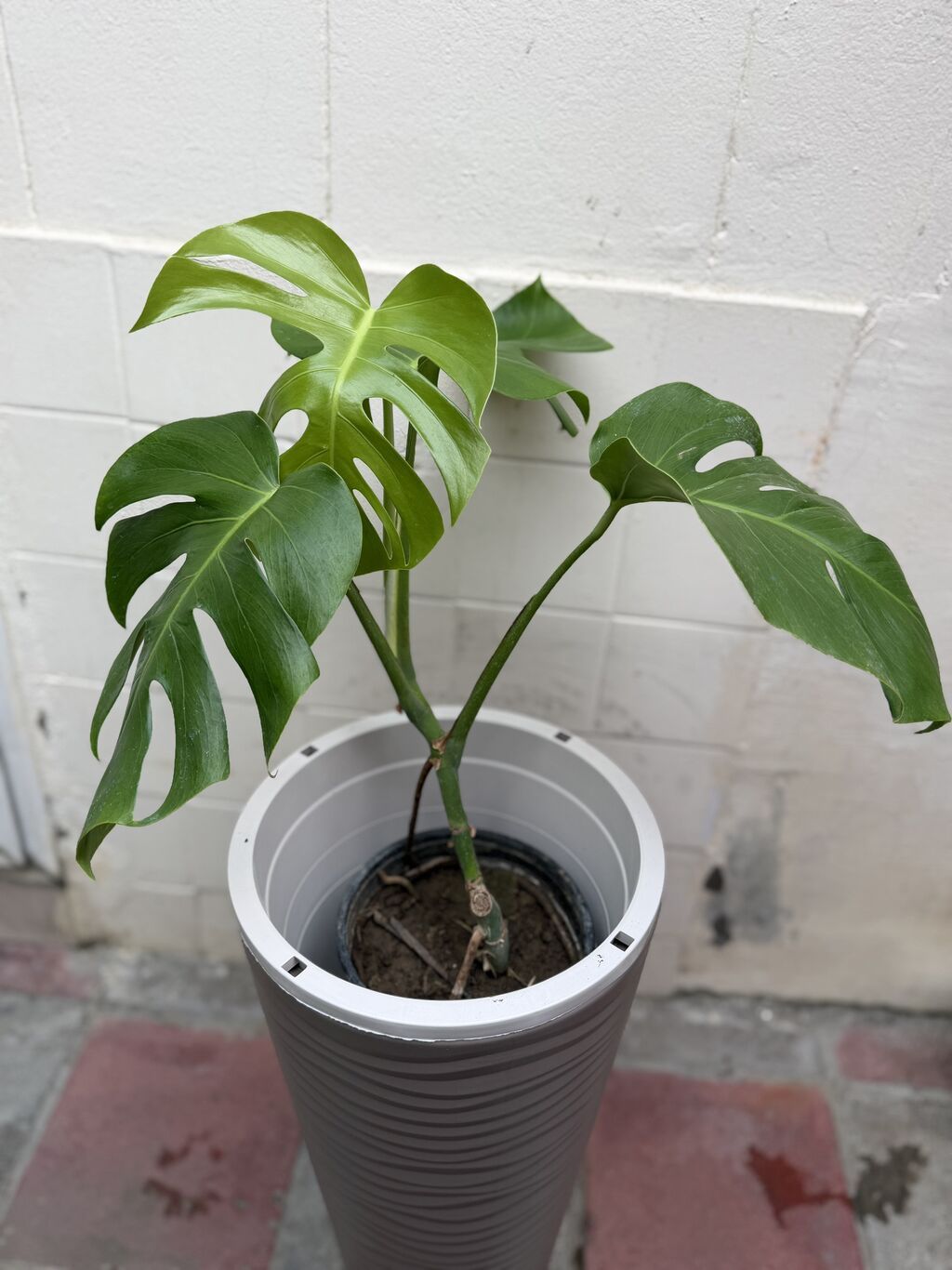 Monstera qiymət 15-25-30azn. Çatdırılma Şamaxinka. Ünvana boltla — Qapı bitkələri, Masazır (4)