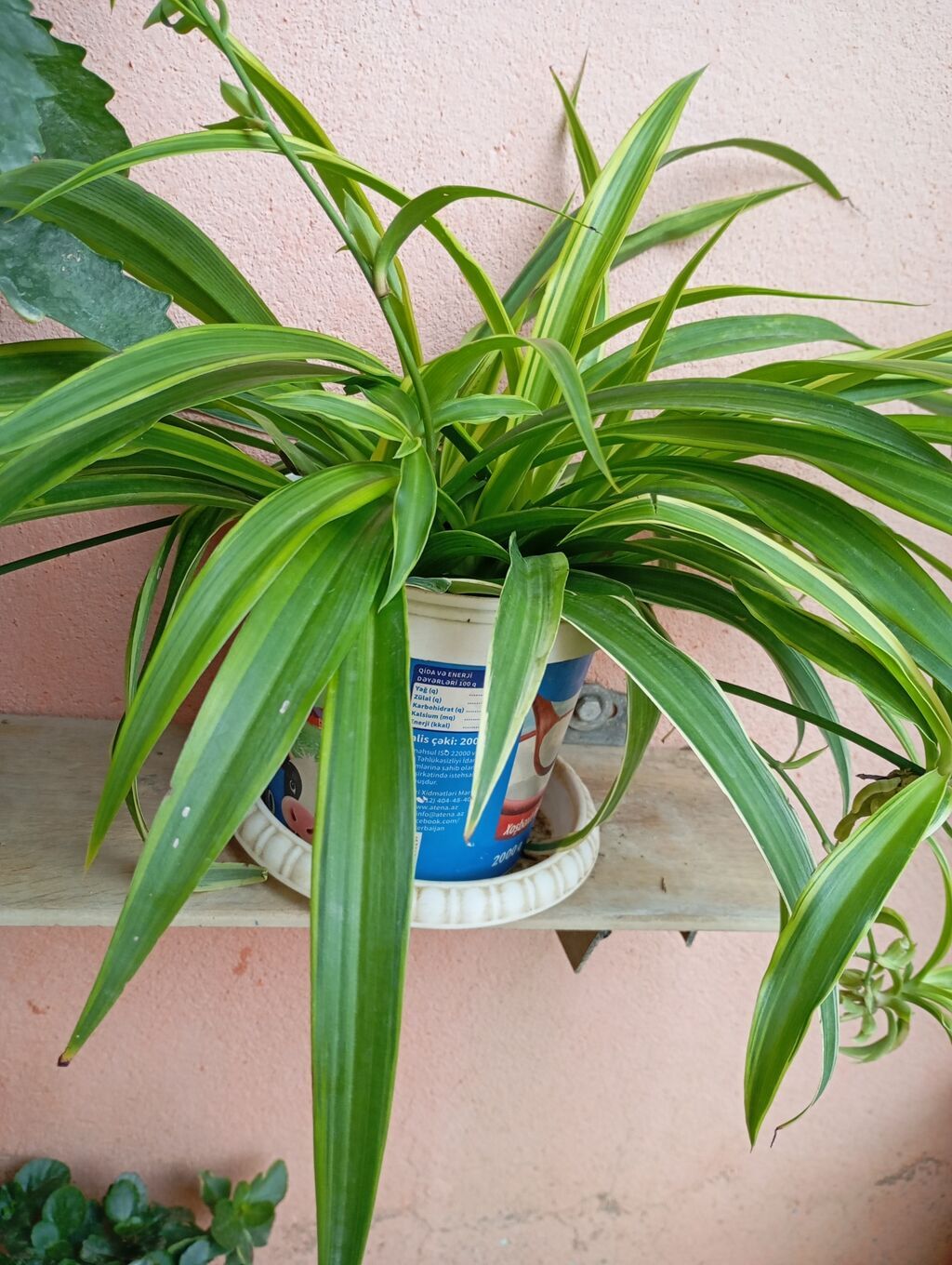 Xlorofitum (Spider Plant) – zolaqlı, asılı pöhrələri olan dekorativ — Qapı bitkələri, Digah (2)