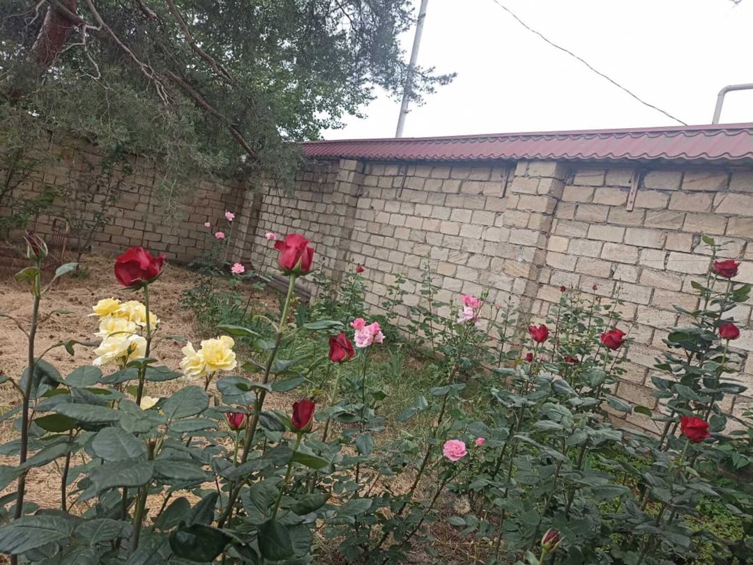 Həyət evi kirayə verilir, Quba r — Ev, villa, Quba (2)