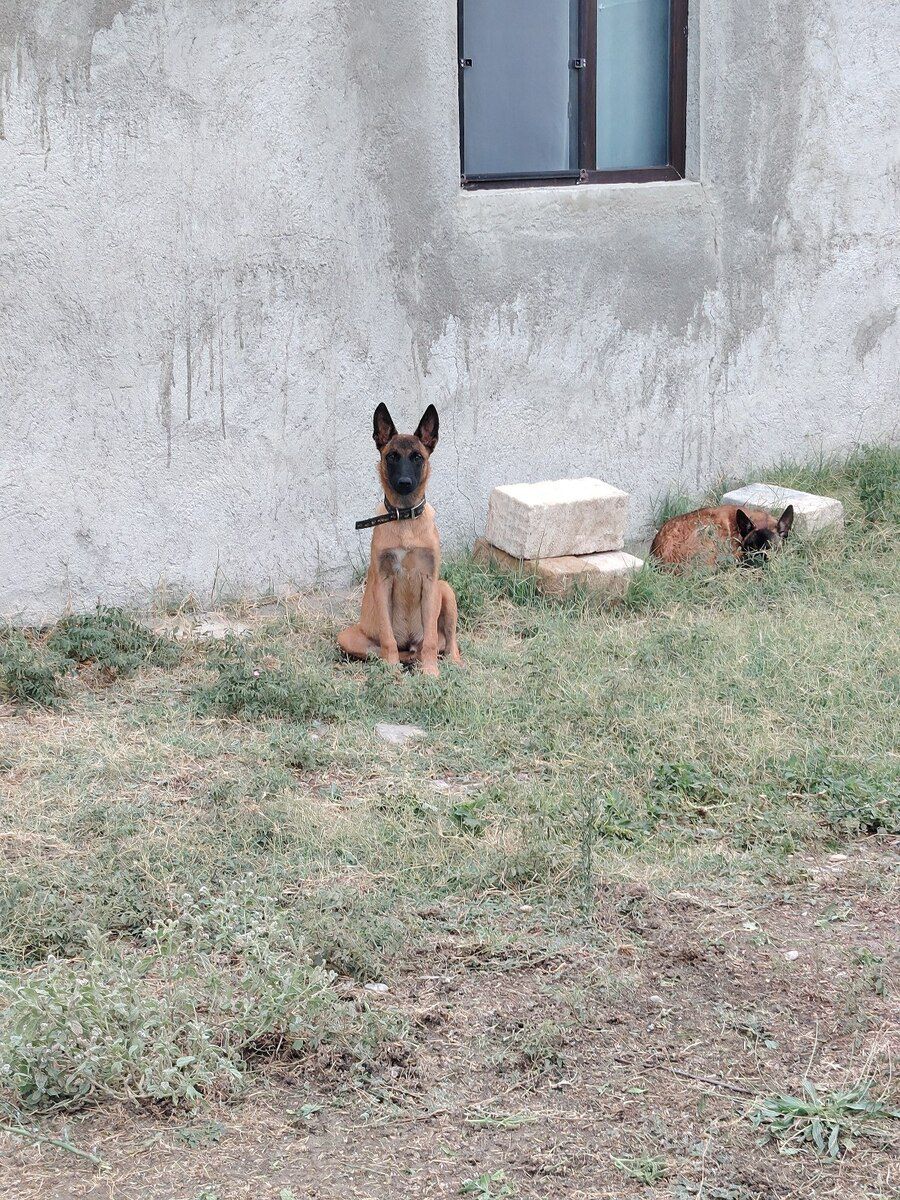Belçika ovçarkası — Köpəklər, Bakı (10)
