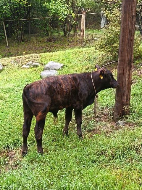 Aberdin Angus erkek dana süni mayalanma Qara-qəhvəyi rəngli dana — 2 300 ₼ · Lənkəran · Kənd təsərrüfatı heyvanları Aberdin Angus erkek dana süni mayalanma Qara-qəhvəyi rəngli dana — Lənkəran
