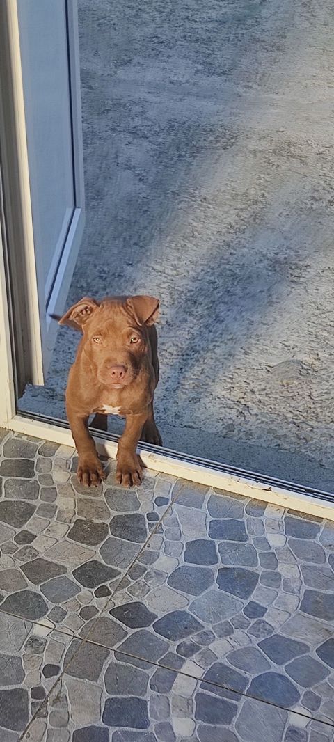 Pitbul, 2 ay, Dişi, Peyvəndli — 200 ₼ · Xaçmaz · Köpəklər Pitbul, 2 ay, Dişi, Peyvəndli — Xaçmaz