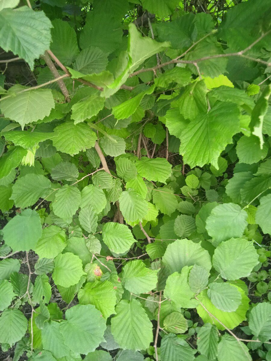 Fındıq tingləri — Bitkilər, Bakı (5)
