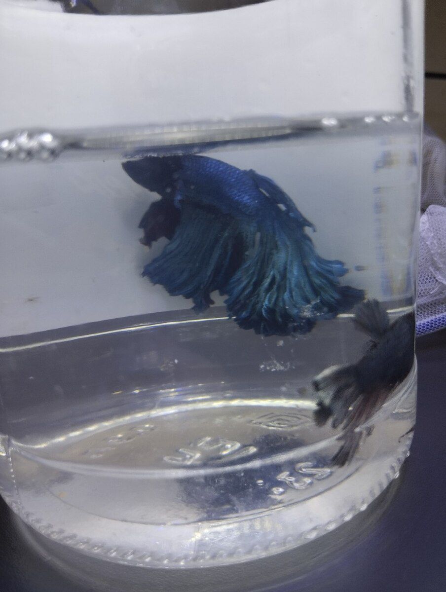 Betta balığı — Akvariumlar və balıqlar, Bakı (2)