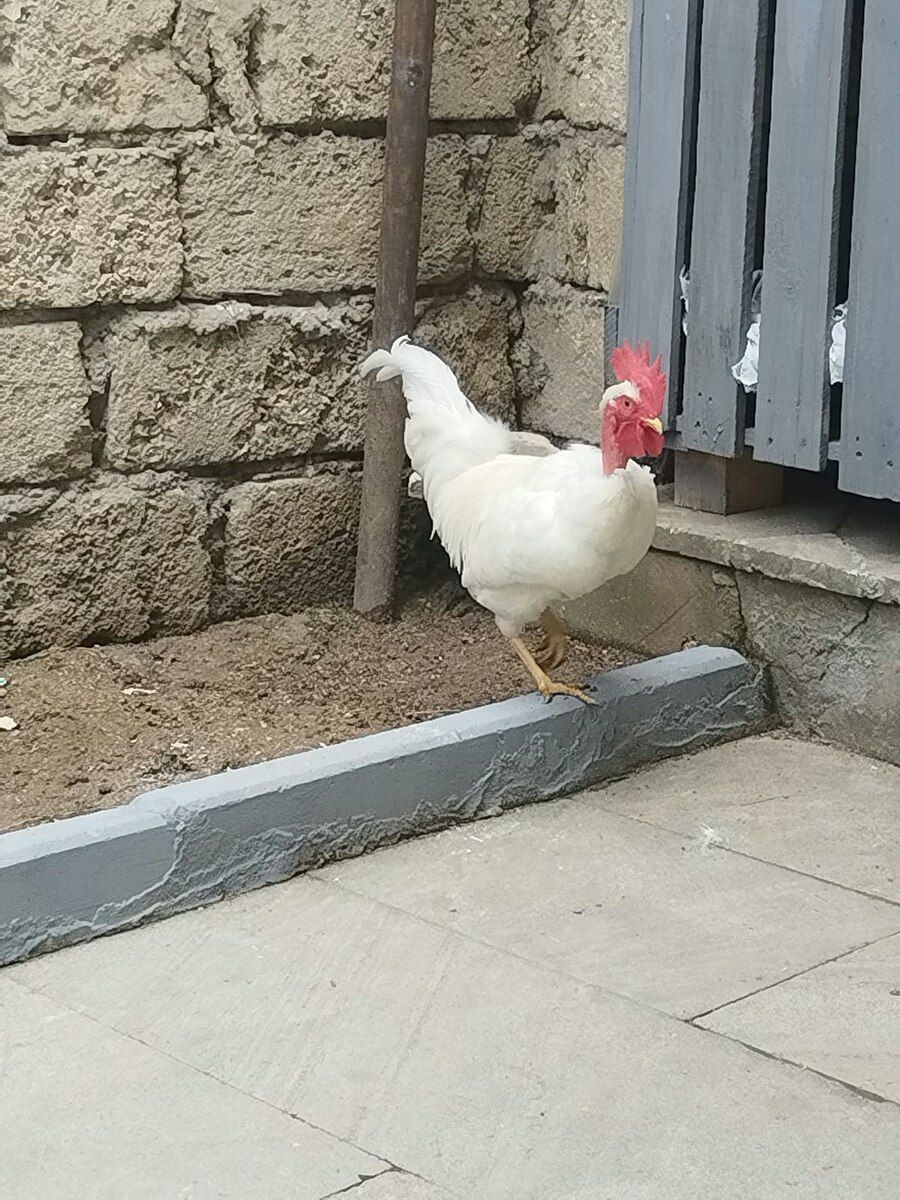 Xoruz — Quşlar, Bakı