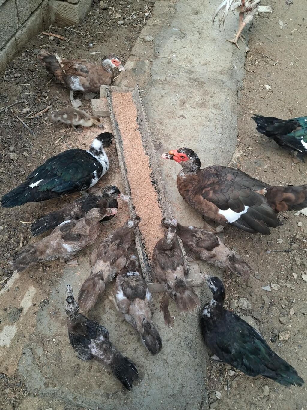 5 ədəd 5 aylıq 3 ü erkək) 9 ədəd 3 aylıq 5i karičnividi) 2 bir il — Digərləri, Bakı (5)