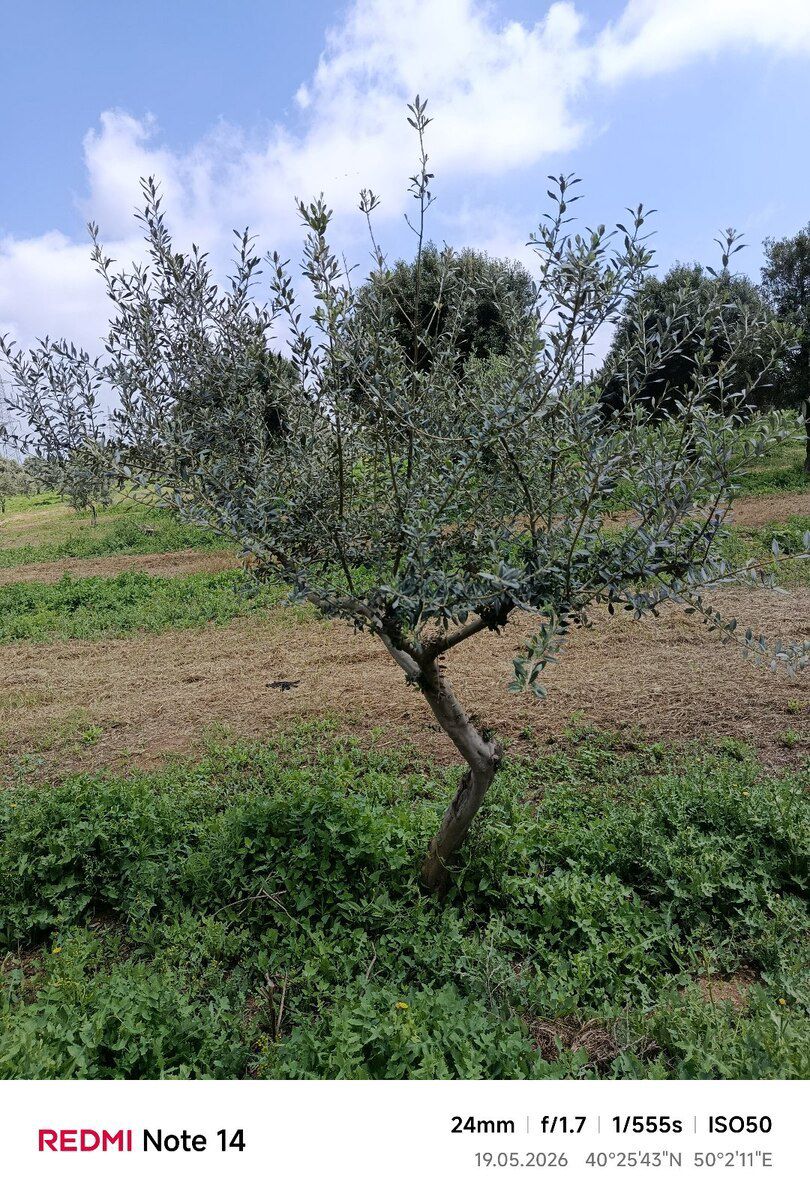 Zeytun ağacı — Bitkilər, Bakı (4)