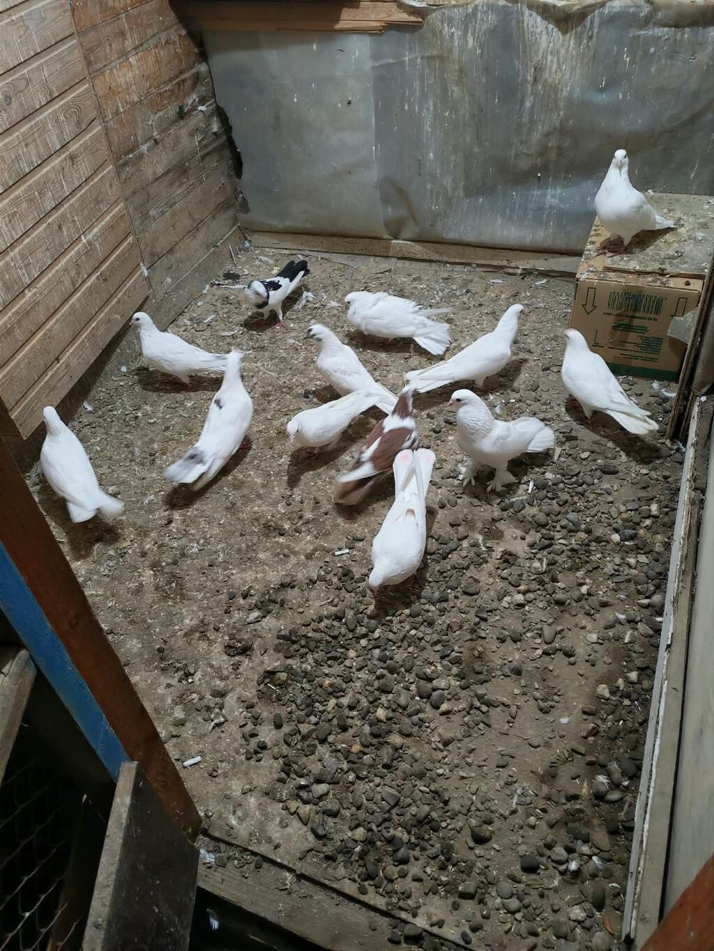 Məhsul: Göyərçinlər (ev quşları) — Göyərçin, Mehdiabad (6)