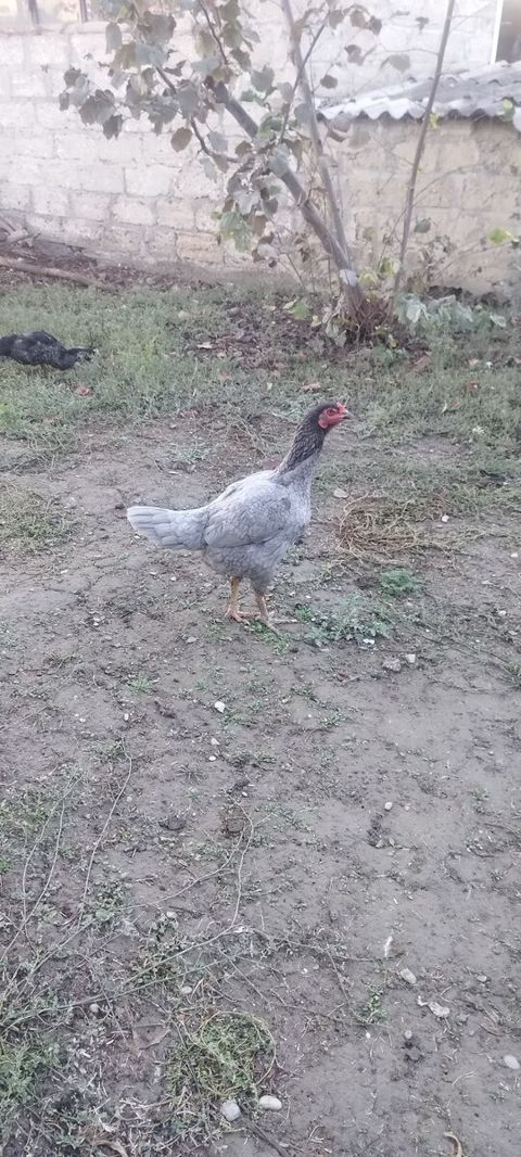 Heyratı fərə — Xaçmaz