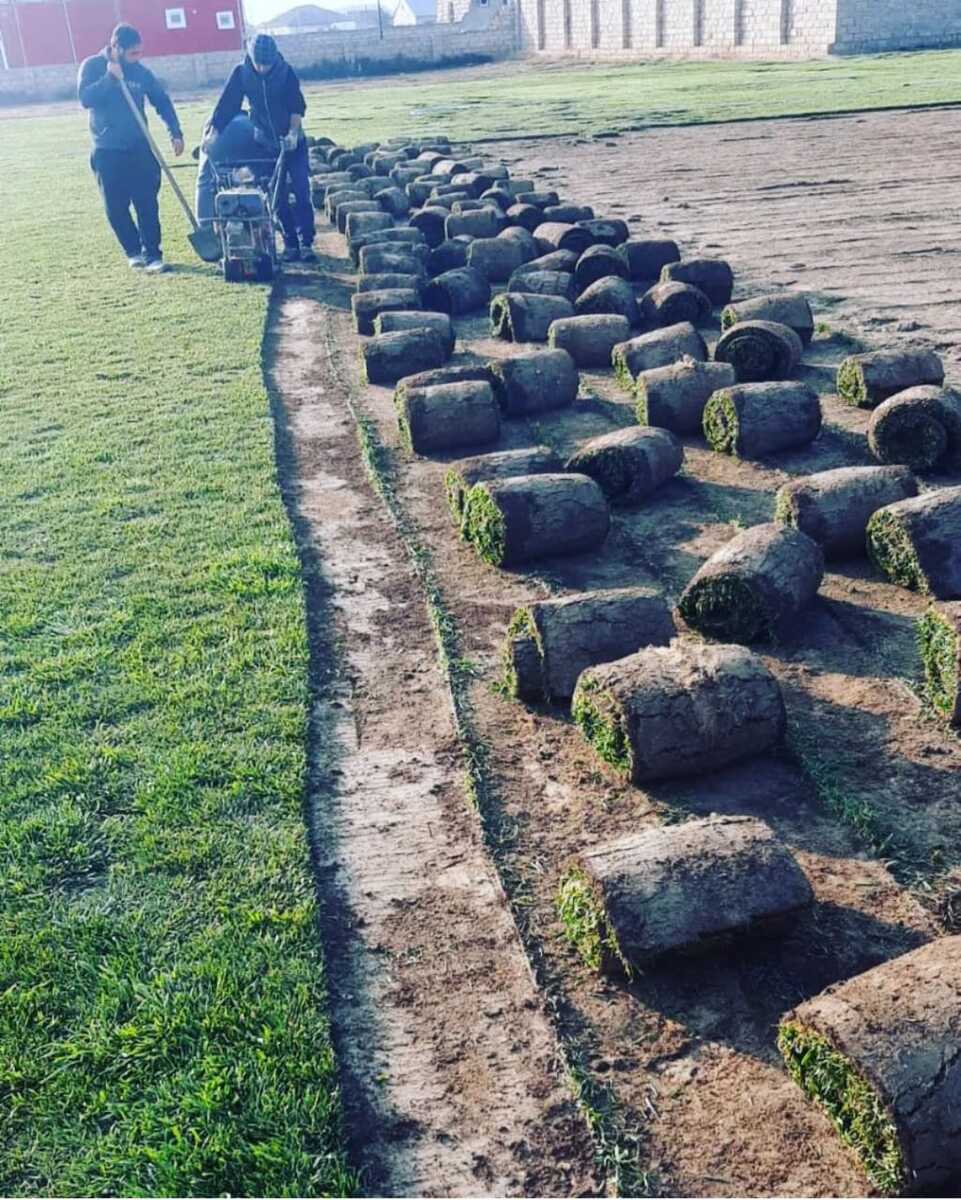 Qazon — Bitkilər, Bakı (3)