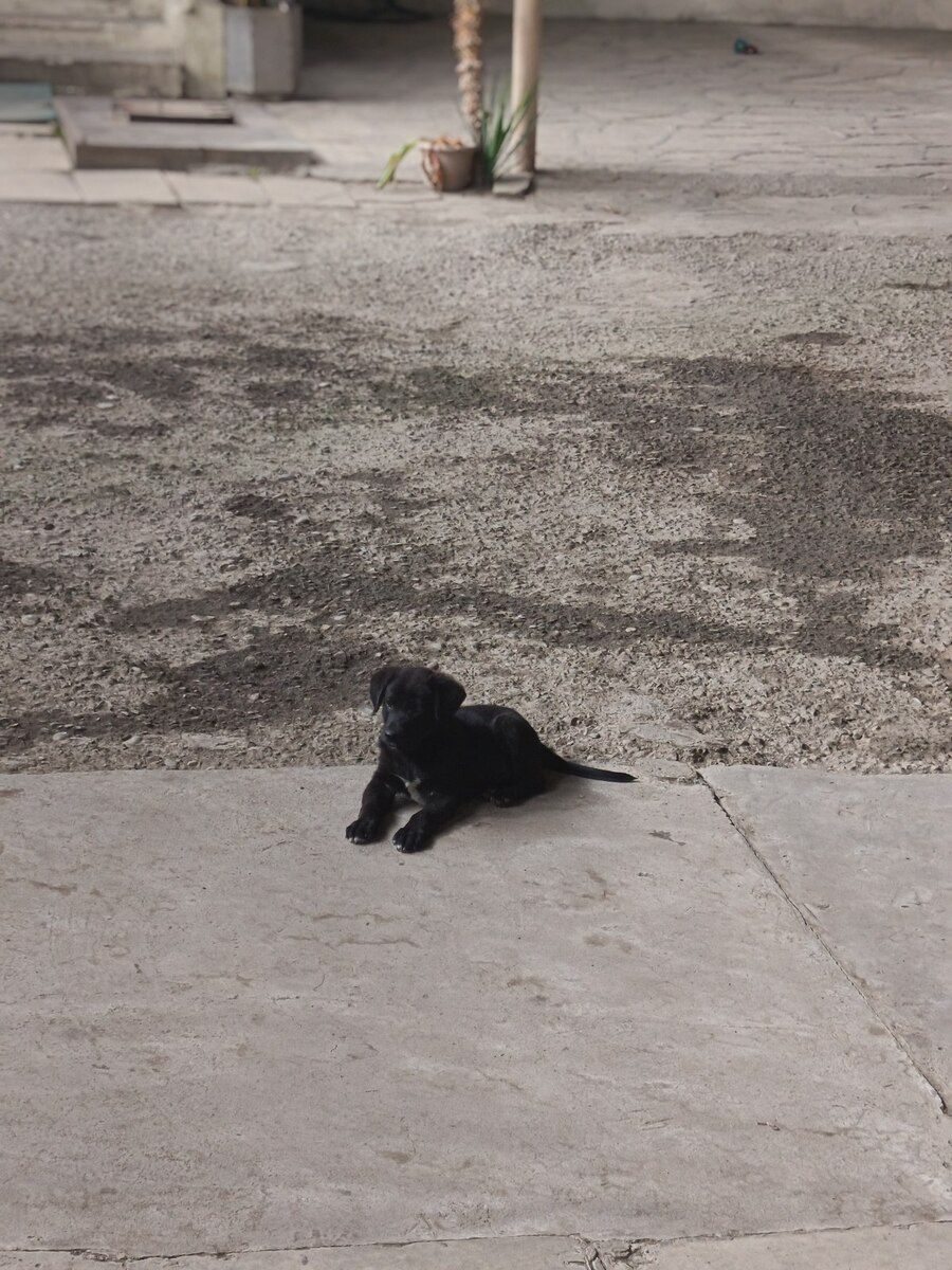 Labrador Retriver — Köpəklər, Ağstafa