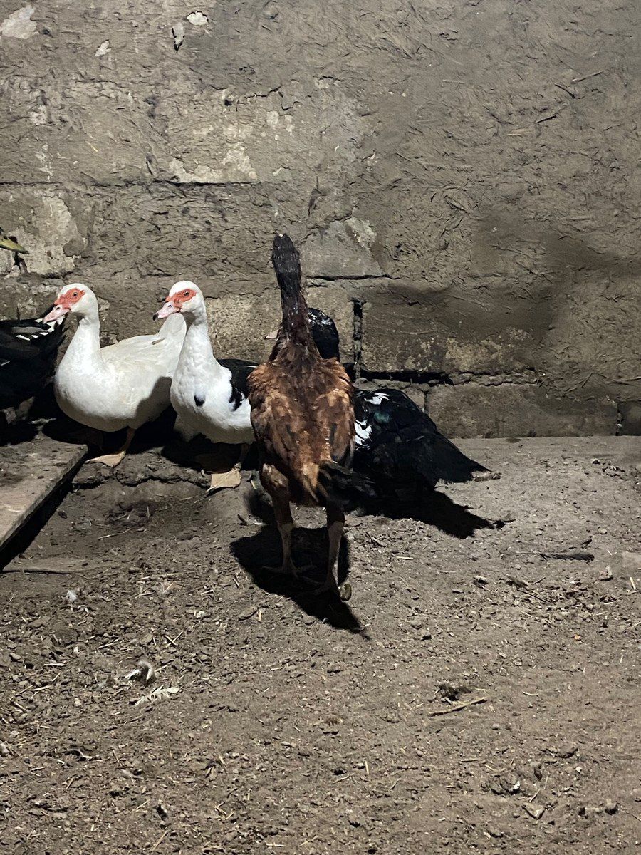 Heyratı fərəsi — Quşlar, Masallı (4)
