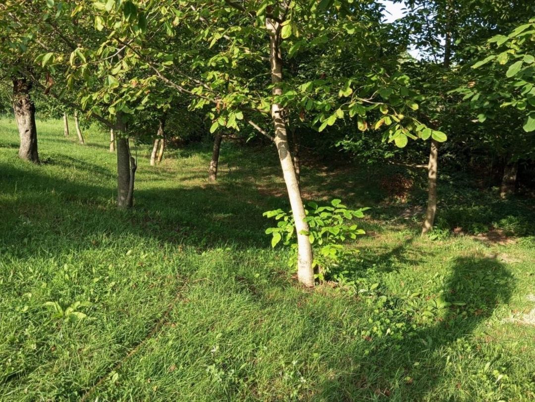 22 sot torpaq sahəsi, İsmayıllı r — Torpaq, İsmayıllı (9)