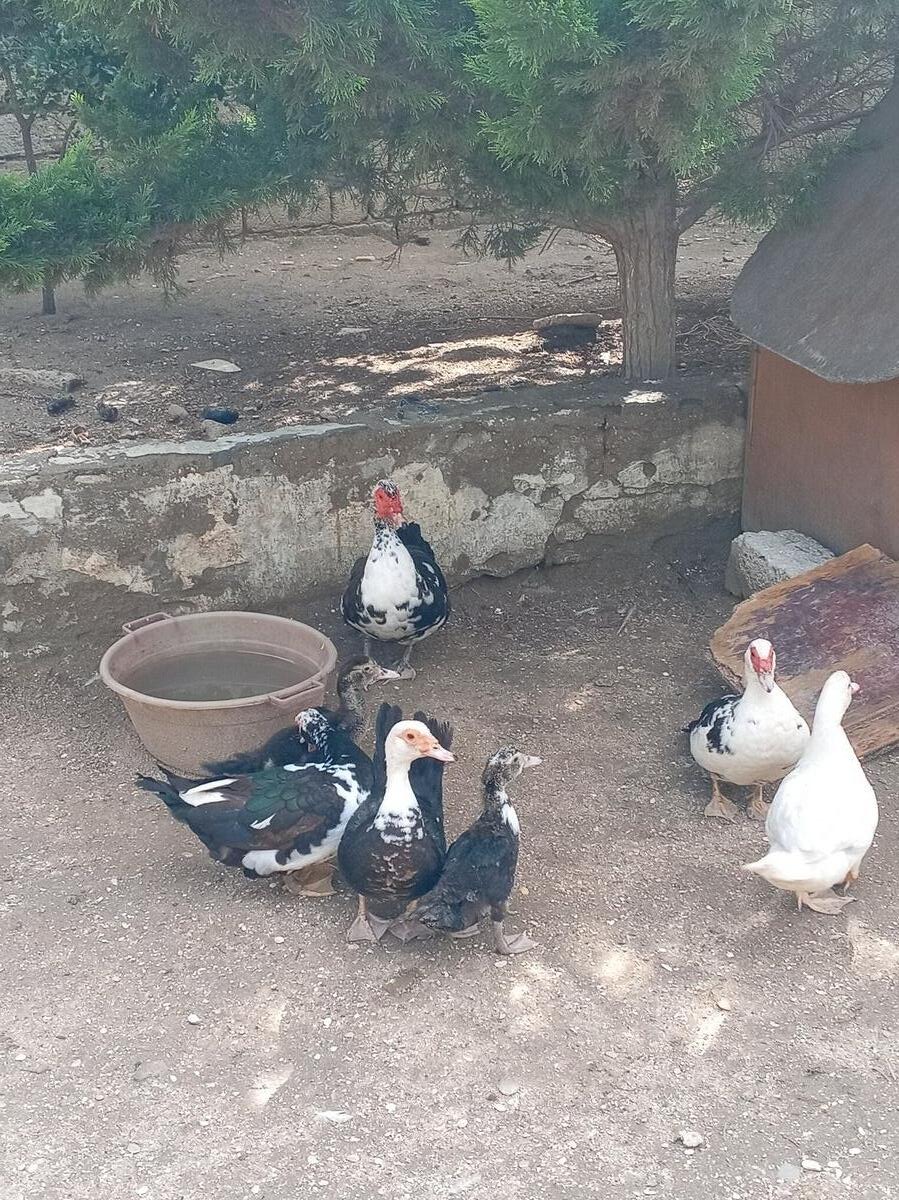 Ördəklər — Quşlar, Bakı (4)