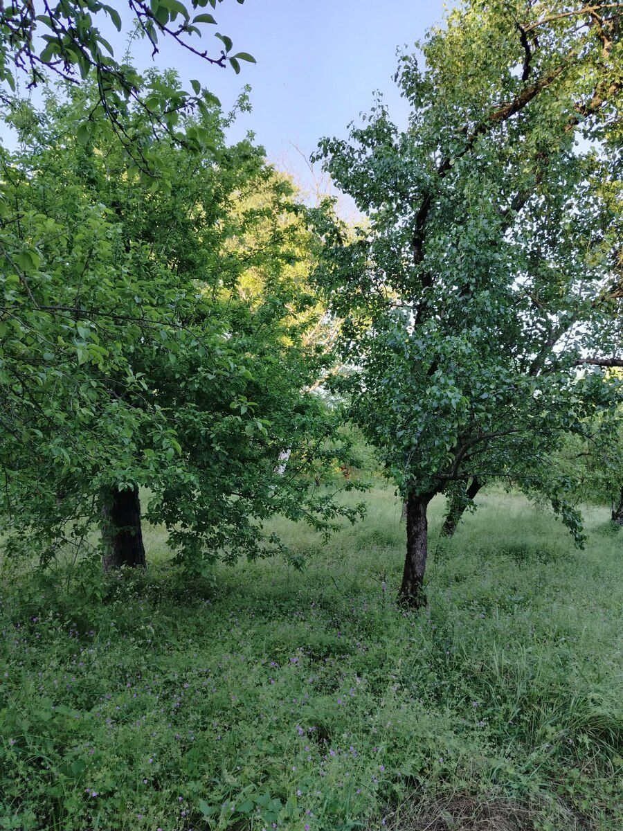 30 sot torpaq sahəsi, Qəbələ r — Torpaq, Qəbələ (2)